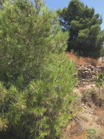 Tomt till salu i Lorca - 90 500 € (Ref: 10012378)