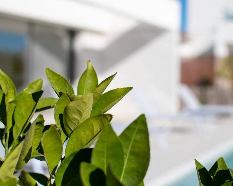 3 bedroom Villa for sale in Los Montesinos with pool - € 499,000 (Ref: 7288954)