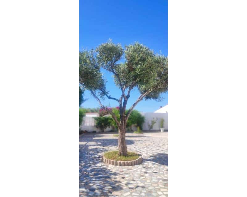 5 slaapkamer Villa te koop in Ciudad Quesada met zwembad - € 459.000 (Ref: 9524687)