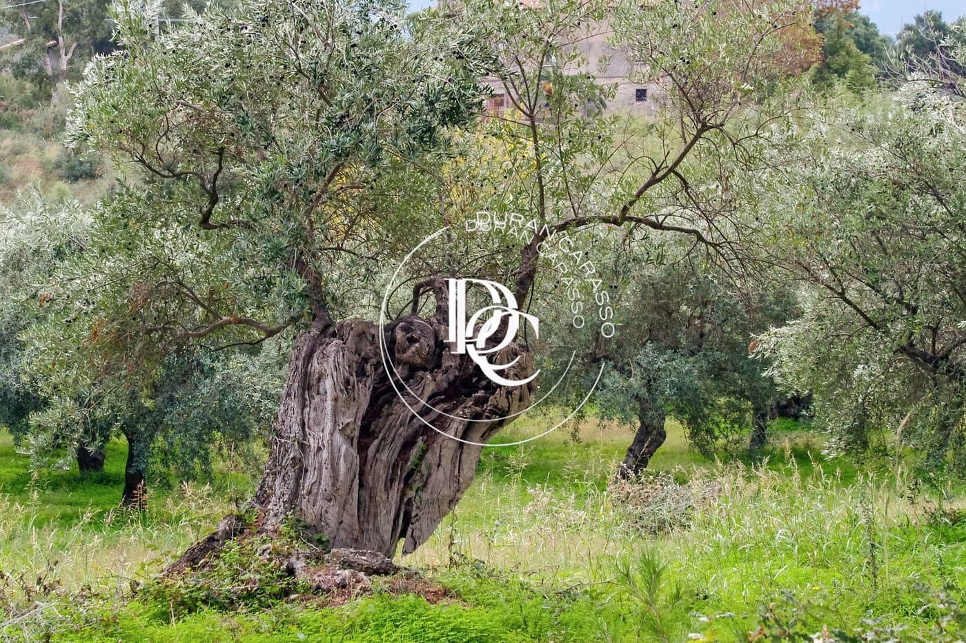 15 soveværelse Finca/Landehus til salg i El Molar med swimmingpool - € 5.250.000 (Ref: 8296108)