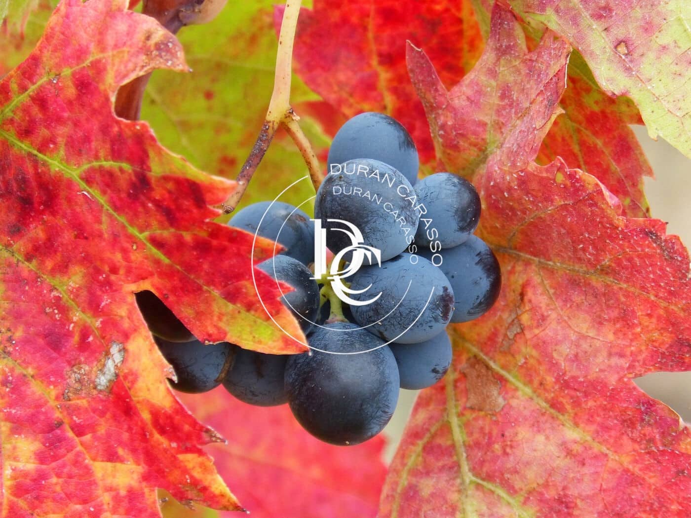 15 soveværelse Finca/Landehus til salg i El Molar med swimmingpool - € 5.250.000 (Ref: 8296108)