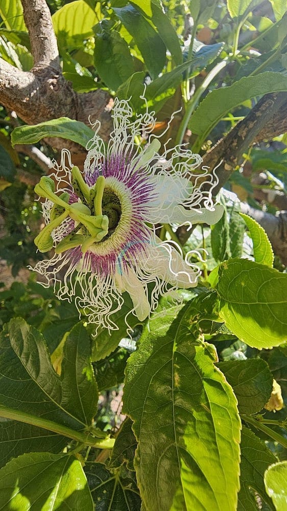 3 sovrum Villa till salu i Almunecar med garage - 300 000 € (Ref: 8950865)