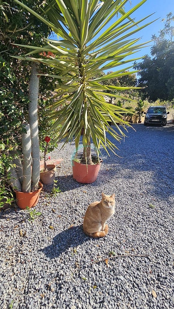 3 sovrum Villa till salu i Almunecar med garage - 300 000 € (Ref: 8950865)