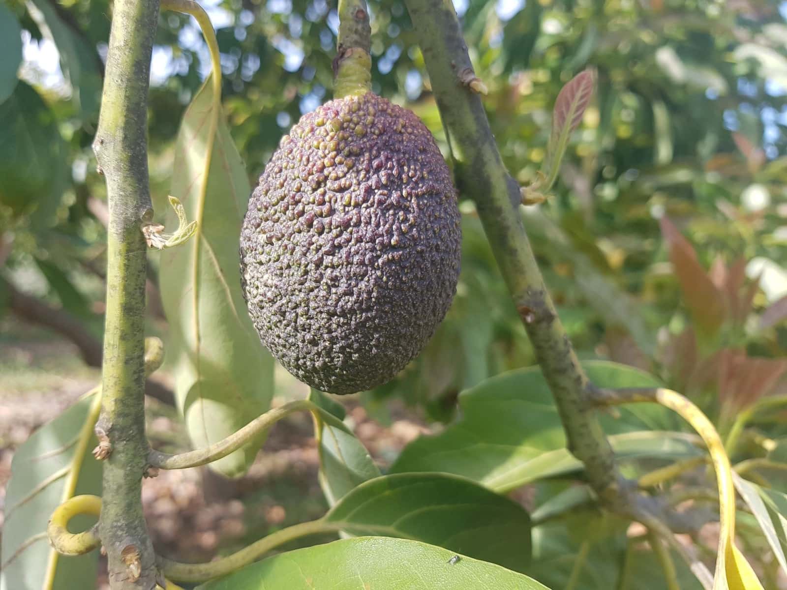 2 soveværelse Finca/Landehus til salg i Tolox med swimmingpool - € 299.000 (Ref: 6931119)