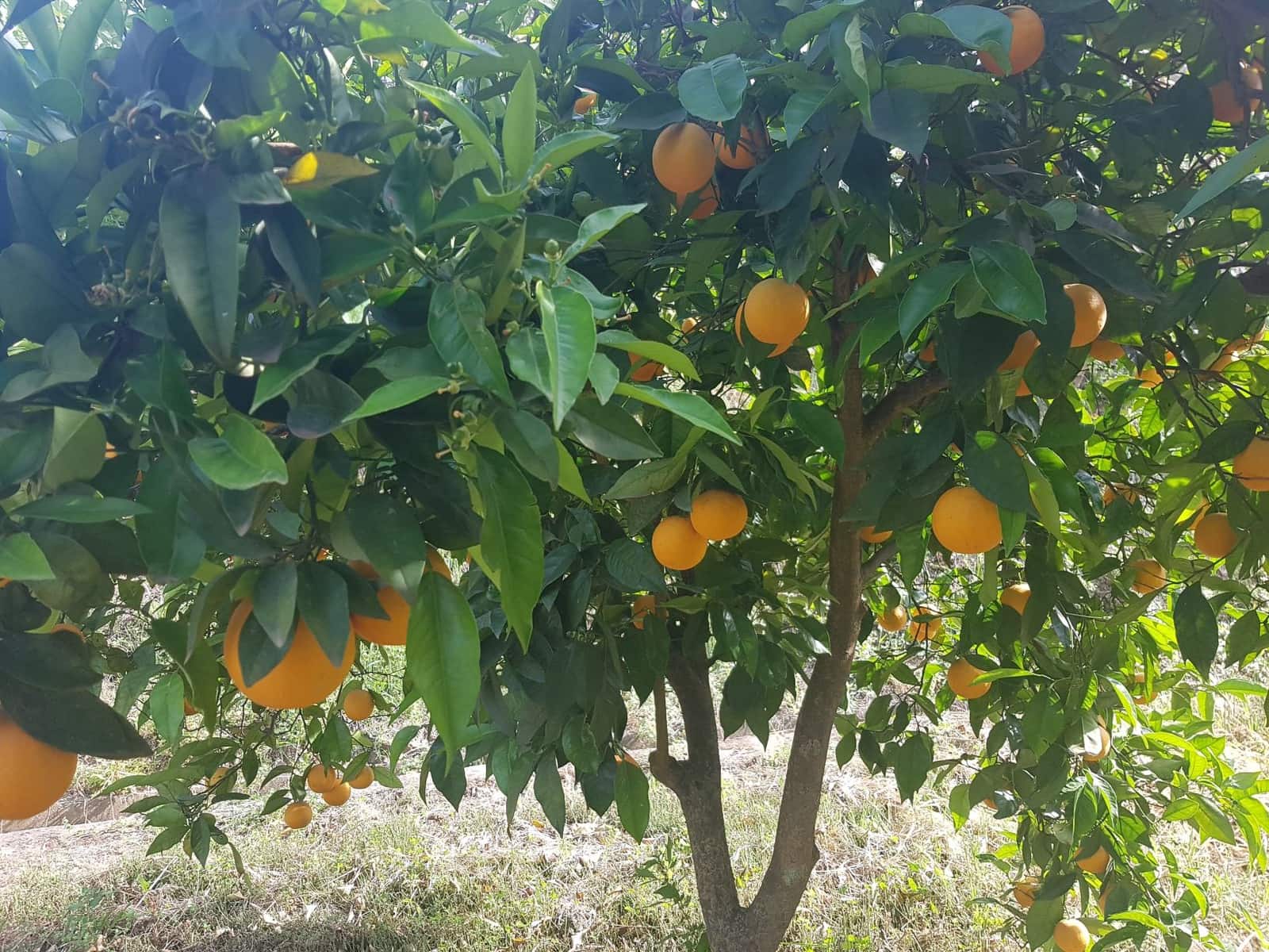 2 soveværelse Finca/Landehus til salg i Tolox med swimmingpool - € 299.000 (Ref: 6931119)