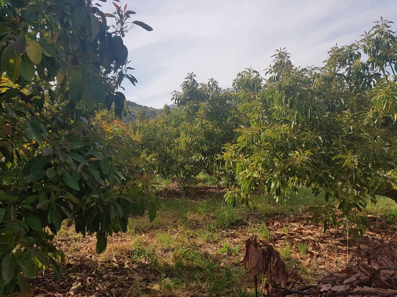 2 soveværelse Finca/Landehus til salg i Tolox med swimmingpool - € 299.000 (Ref: 6931119)