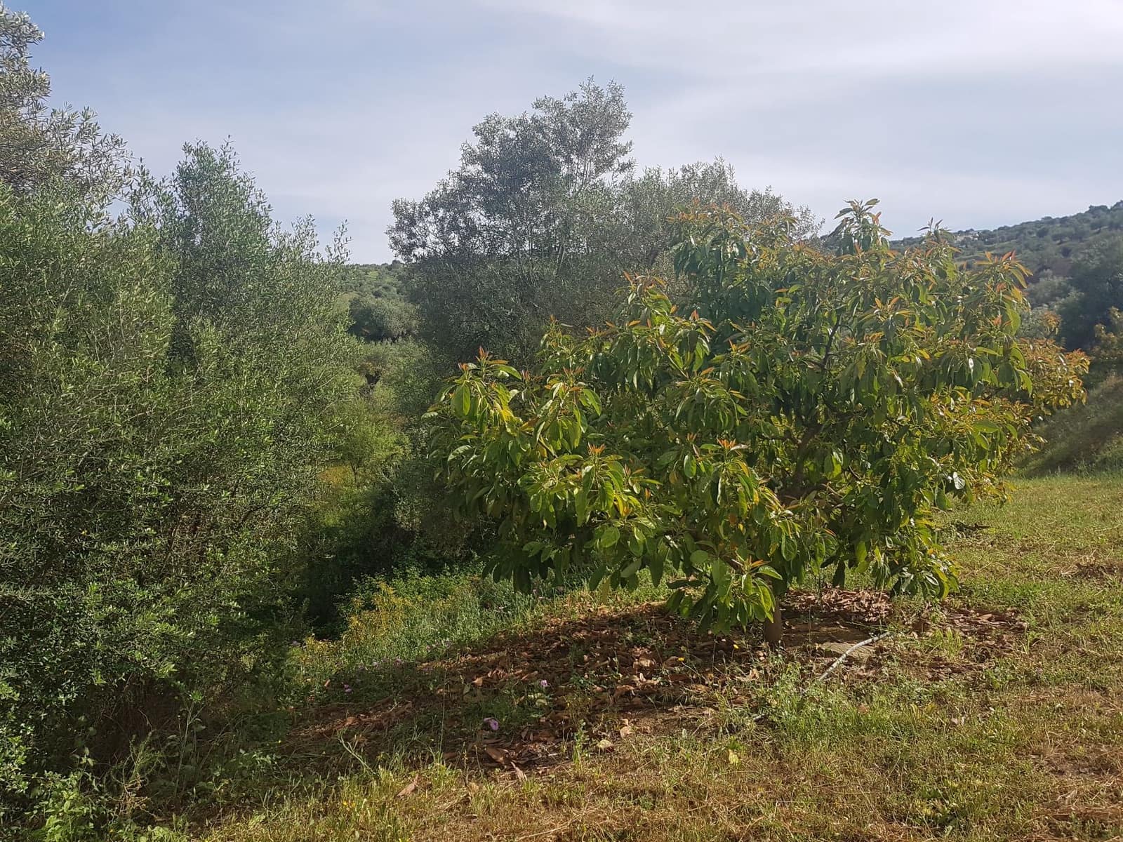 2 soveværelse Finca/Landehus til salg i Tolox med swimmingpool - € 299.000 (Ref: 6931119)