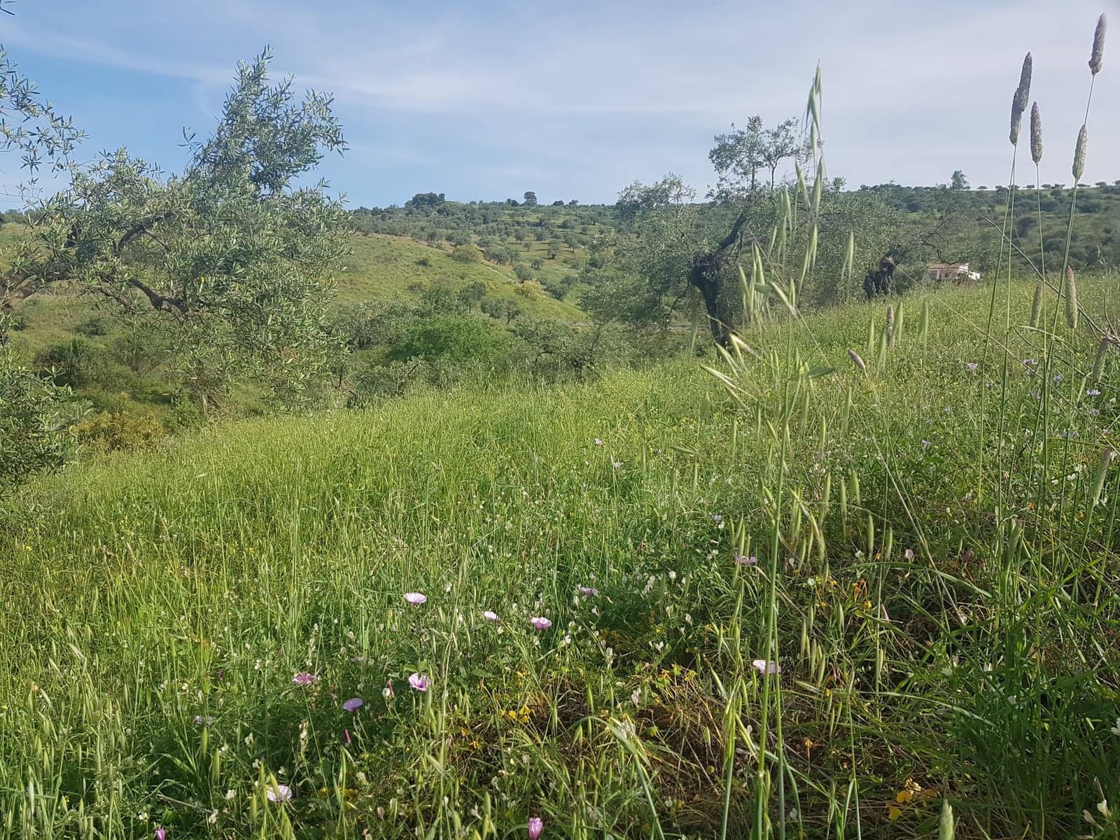 2 soveværelse Finca/Landehus til salg i Tolox med swimmingpool - € 299.000 (Ref: 6931119)