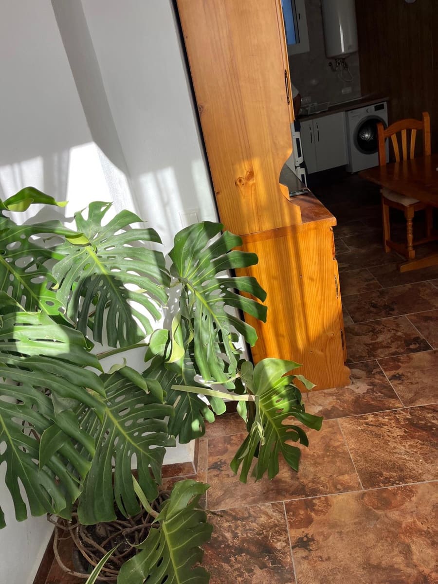 Mark att hyra i Sedella - 600 € (Ref: 9343542)