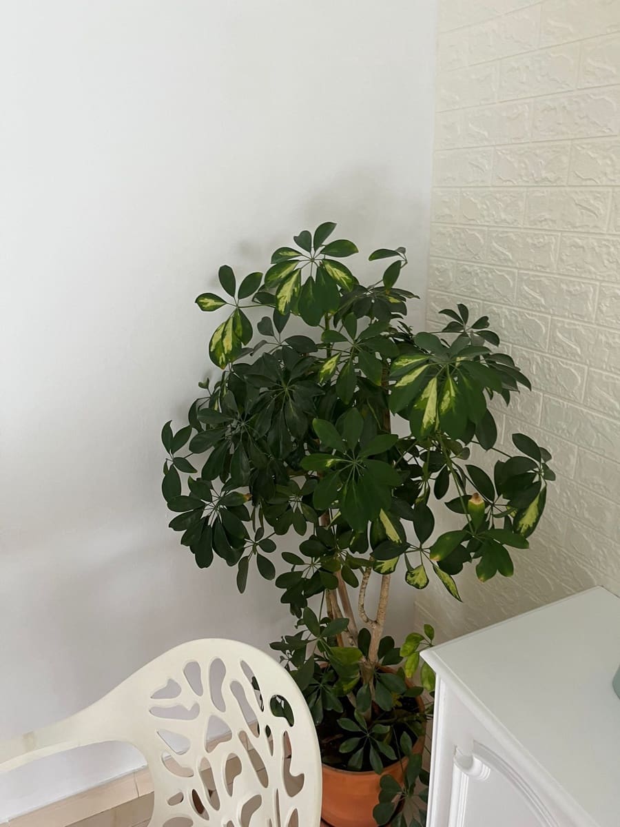 3 bedroom Townhouse for rent in Corumbela - € 650 (Ref: 9416248)