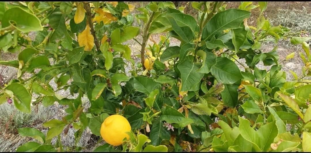 3 bedroom Townhouse for rent in Sedella with garage - € 800 (Ref: 9538884)