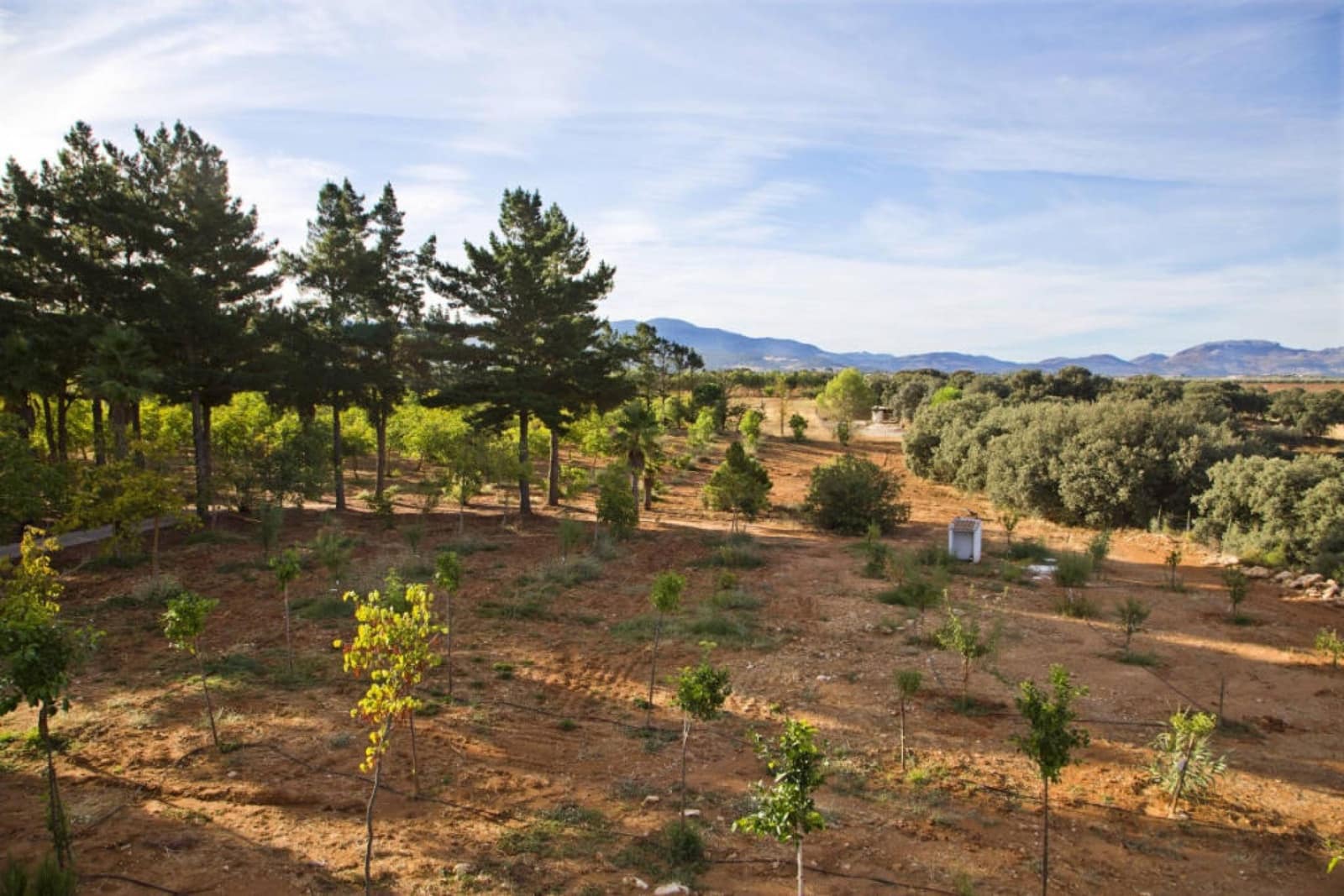 3 slaapkamer Finca/Landhuis te koop in Ronda - € 1.600.000 (Ref: 7268665)