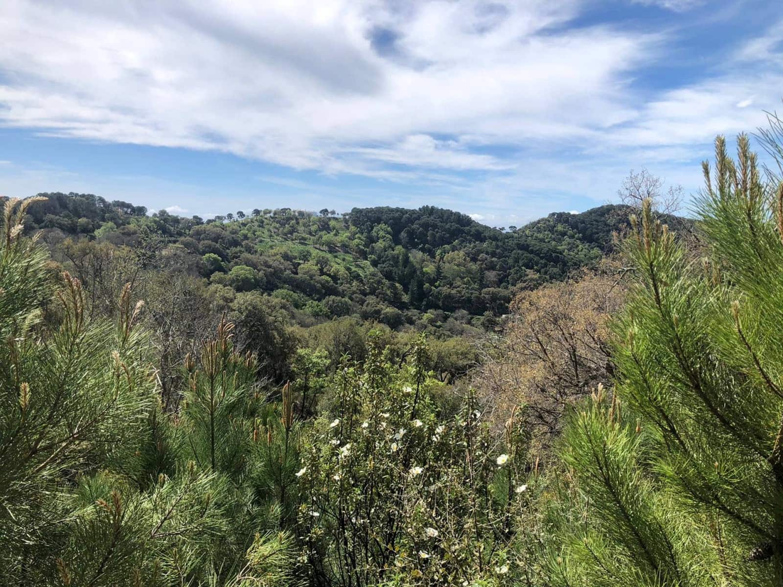 Tontti myytävänä paikassa Gaucin - 198 999 € (Ref: 8212812)