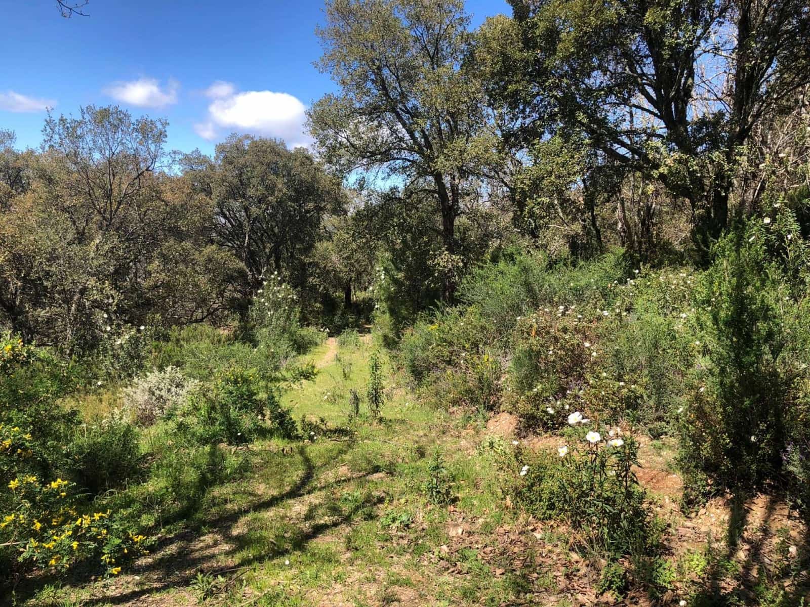 Tontti myytävänä paikassa Gaucin - 198 999 € (Ref: 8212812)