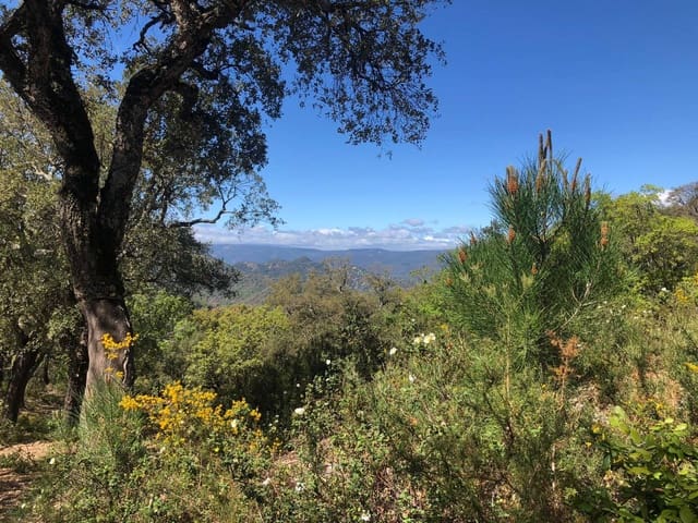 Tontti myytävänä paikassa Gaucín - 198 999 € (Ref: 8212812)