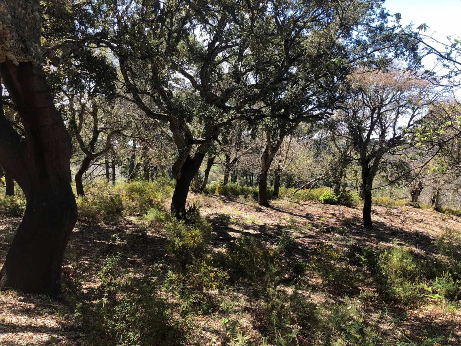 Tontti myytävänä paikassa Gaucin - 198 999 € (Ref: 8212812)