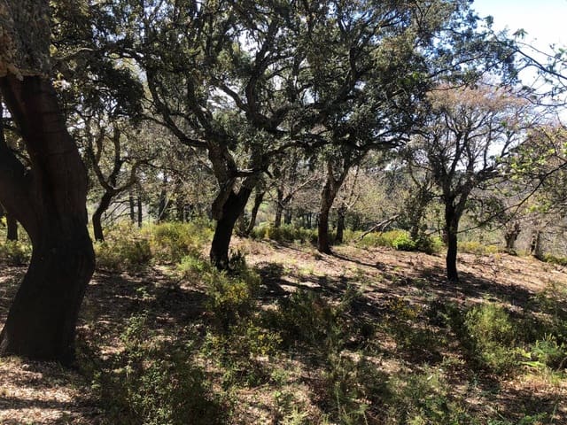 Tontti myytävänä paikassa Gaucín - 198 999 € (Ref: 8212812)