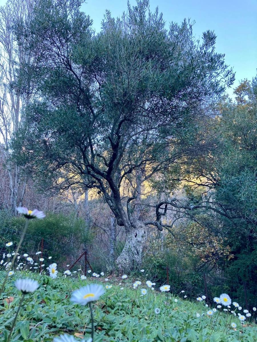 3 sypialnia Finka/Dom wiejski na sprzedaż w Benalauria - 425 000 € (Ref: 8397206)