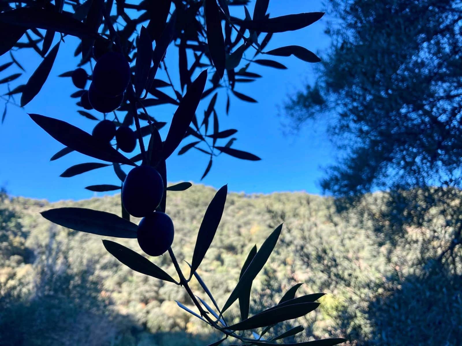 3 sypialnia Finka/Dom wiejski na sprzedaż w Benalauria - 425 000 € (Ref: 8397206)