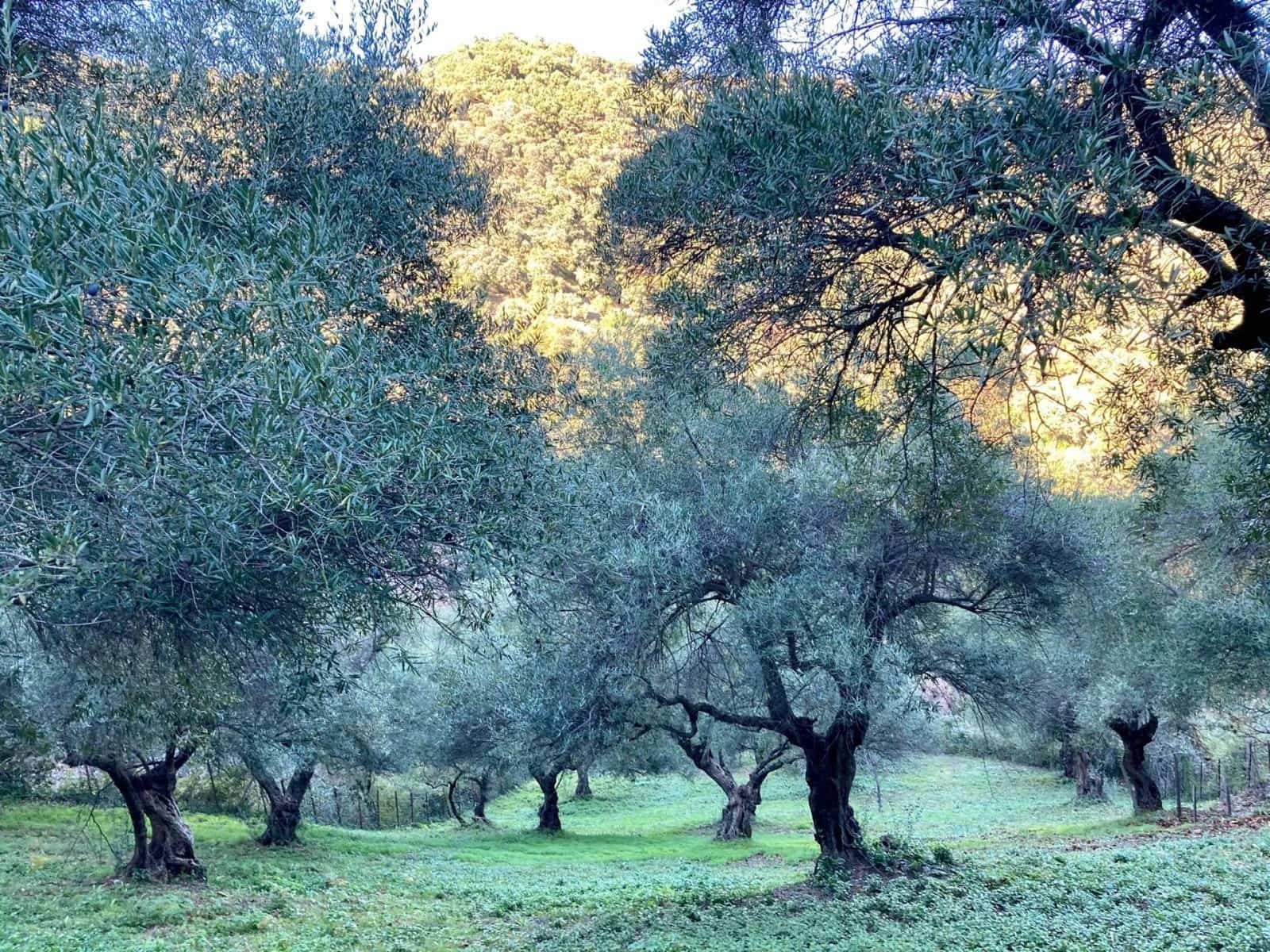 3 sypialnia Finka/Dom wiejski na sprzedaż w Benalauria - 425 000 € (Ref: 8397206)