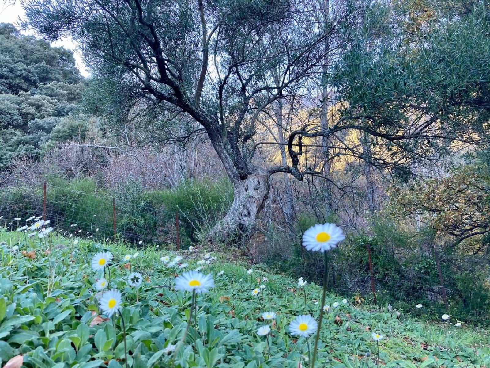 3 sypialnia Finka/Dom wiejski na sprzedaż w Benalauria - 425 000 € (Ref: 8397206)