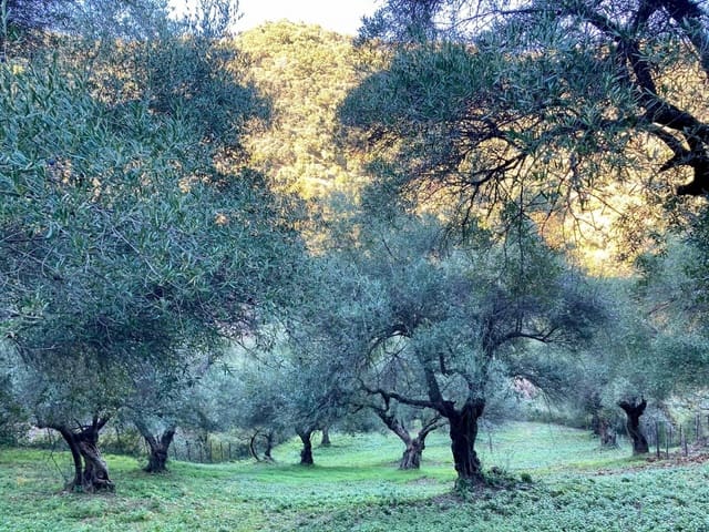 3 soveværelse Finca/Landehus til salg i Benalauría - € 425.000 (Ref: 8397206)