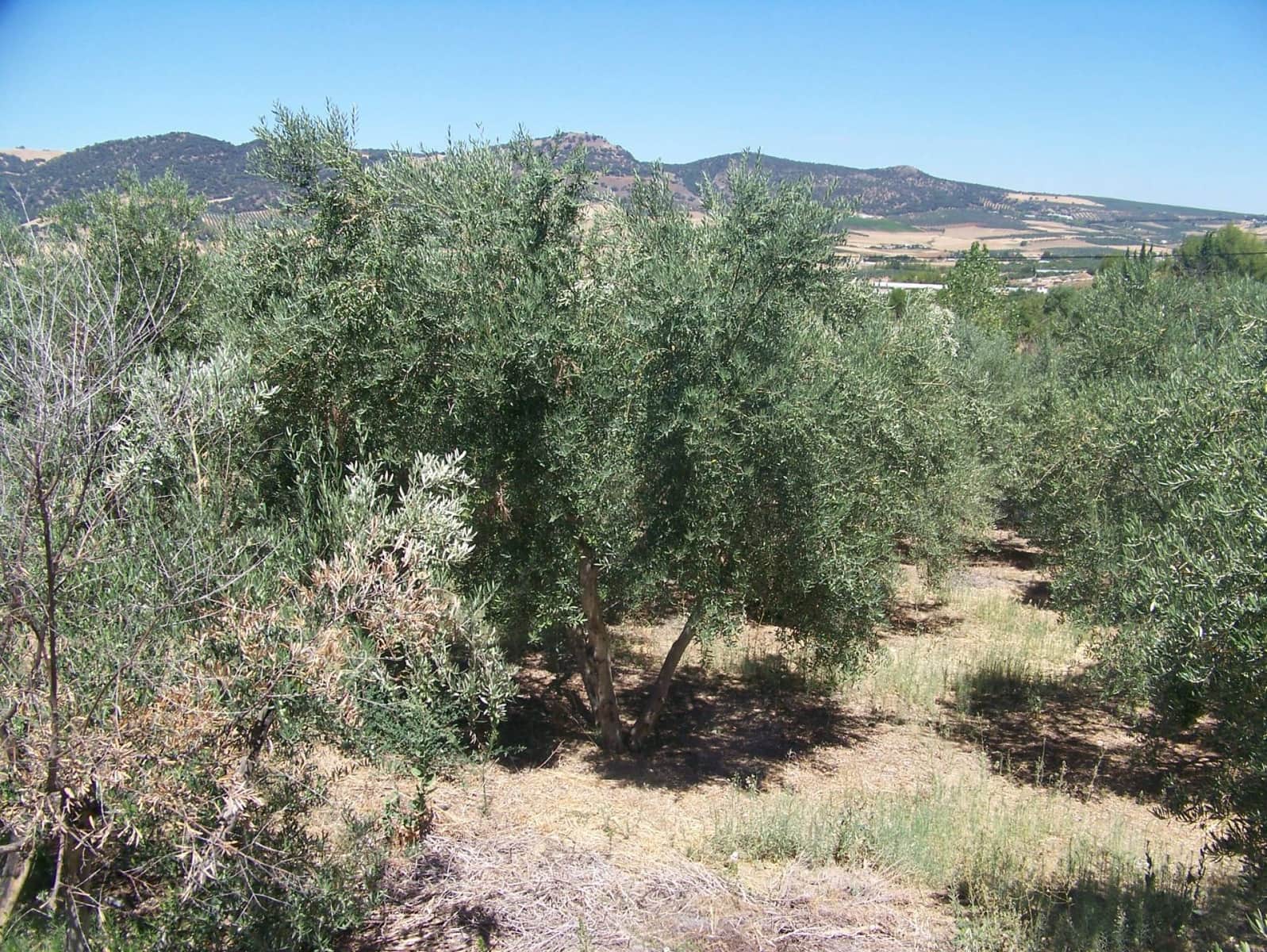 6 soveværelse Finca/Landehus til salg i Ronda med swimmingpool - € 456.000 (Ref: 8434749)