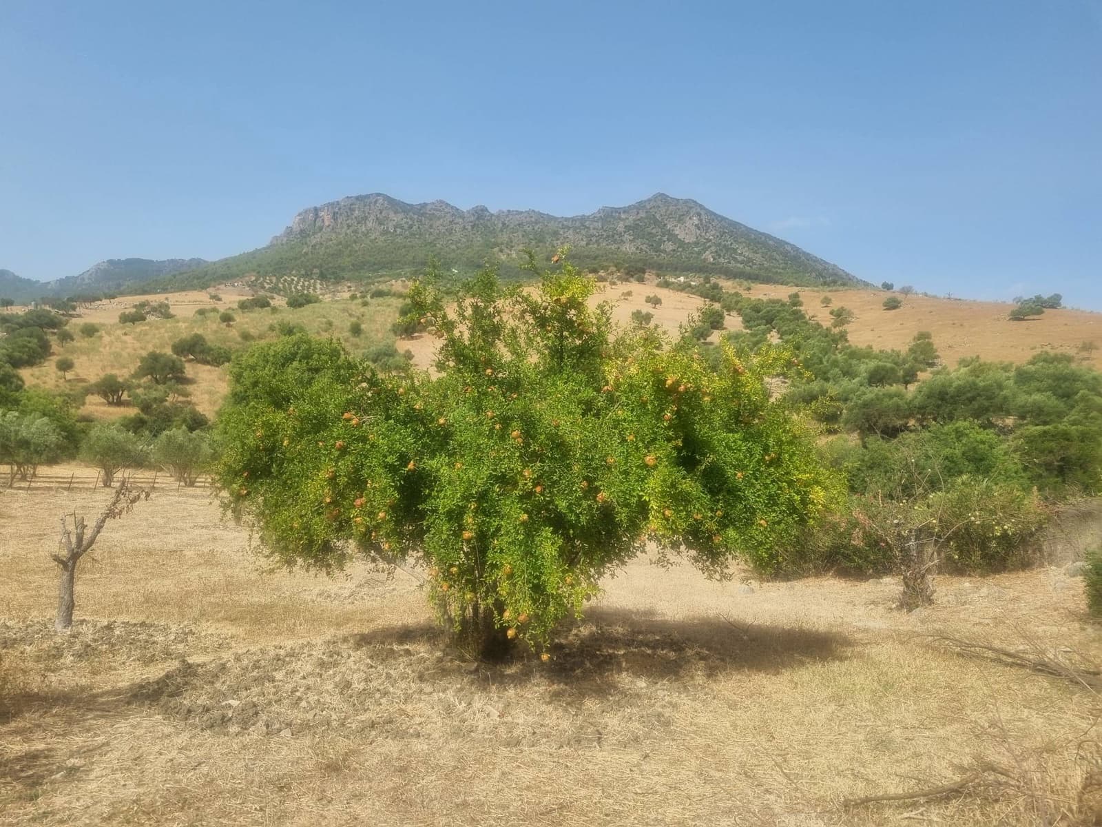 6 soveværelse Guesthouse/B & B til salg i Grazalema - € 599.999 (Ref: 8485461)