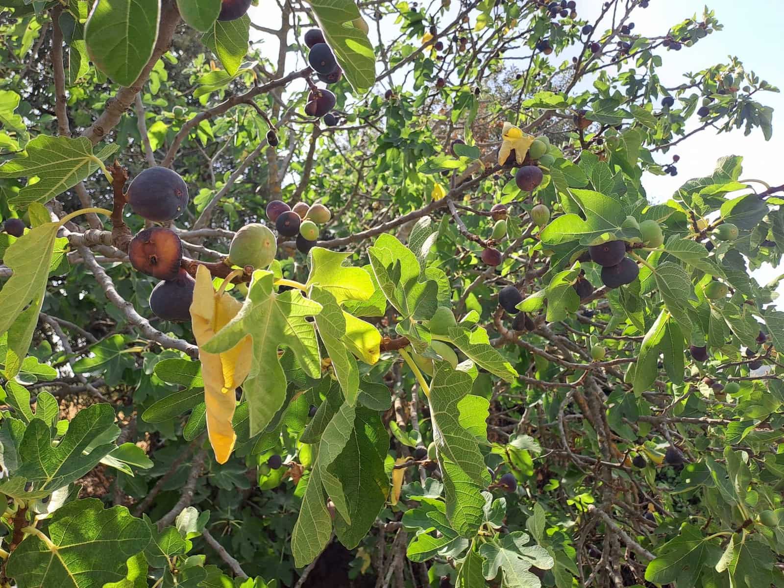 5 sypialnia Finka/Dom wiejski na sprzedaż w Setenil de las Bodegas - 499 000 € (Ref: 8509792)