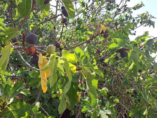 5 sypialnia Finka/Dom wiejski na sprzedaż w Setenil de las Bodegas - 499 000 € (Ref: 8509792)