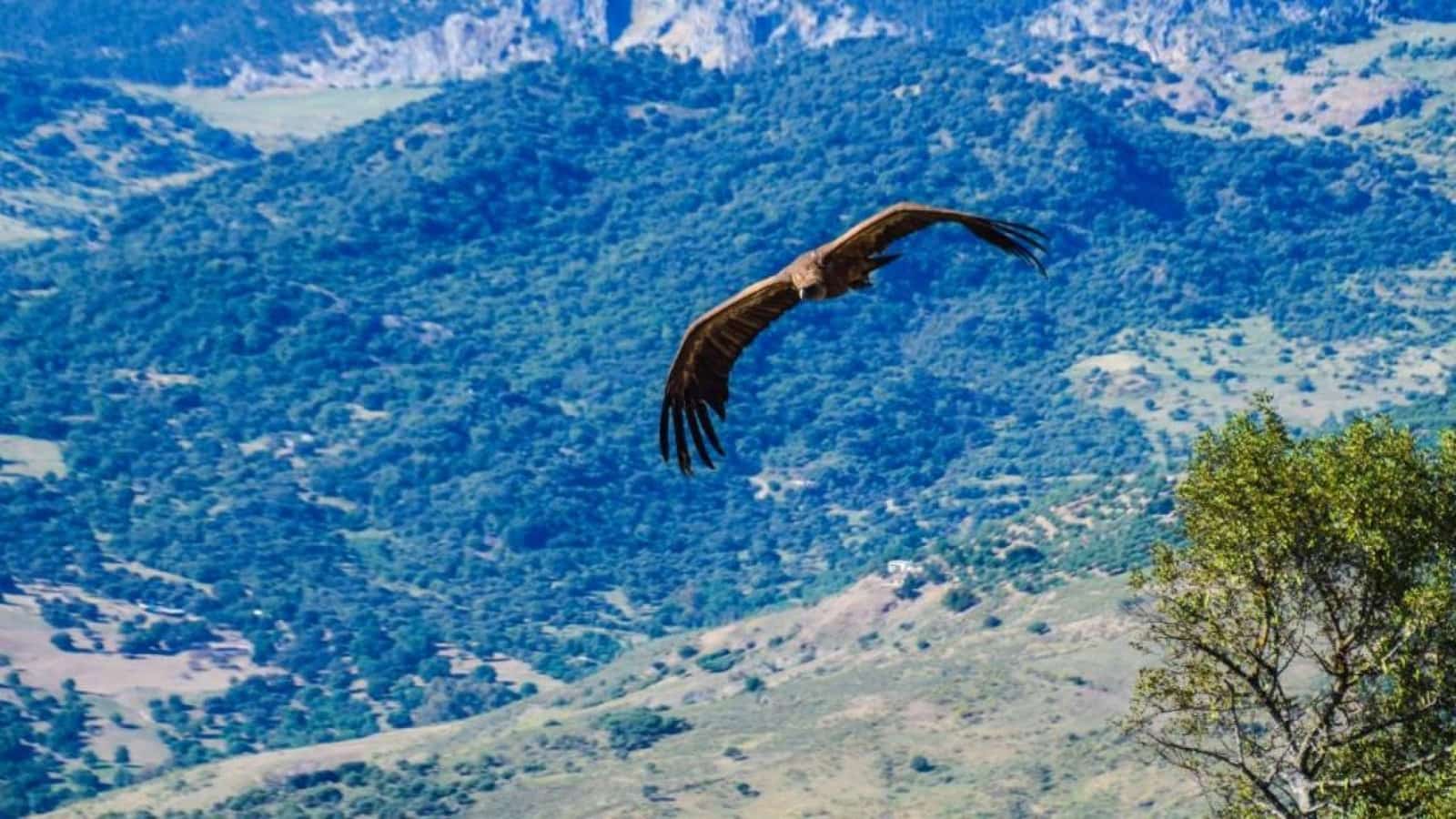 18 sypialnia Finka/Dom wiejski na sprzedaż w El Gastor - 1 800 000 € (Ref: 8553911)