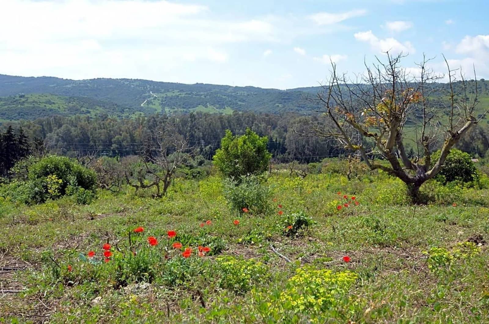 3 sypialnia Finka/Dom wiejski na sprzedaż w San Martin del Tesorillo - 600 000 € (Ref: 9081044)