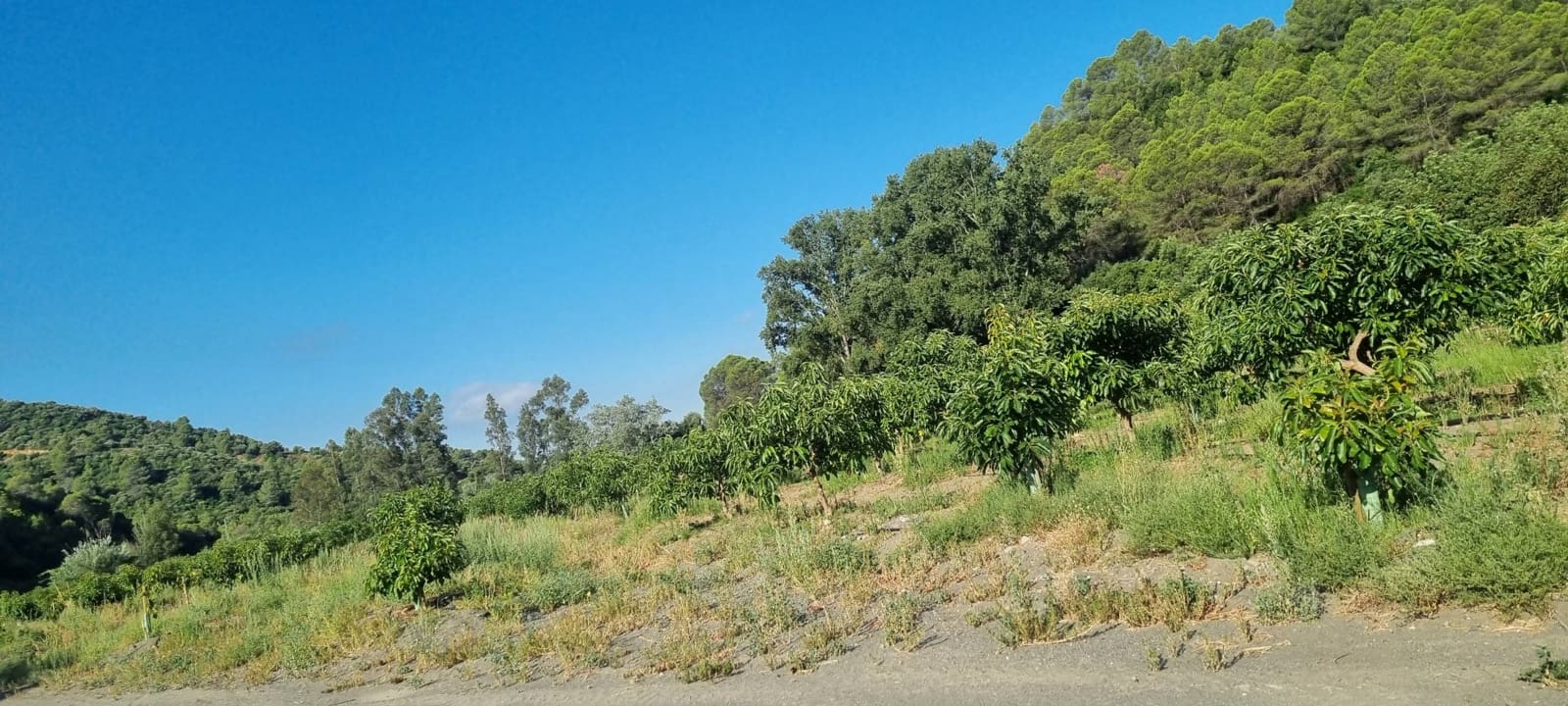 10 soverom Finca/Herregård til salgs i Gaucin med svømmebasseng - € 2 800 000 (Ref: 9097059)