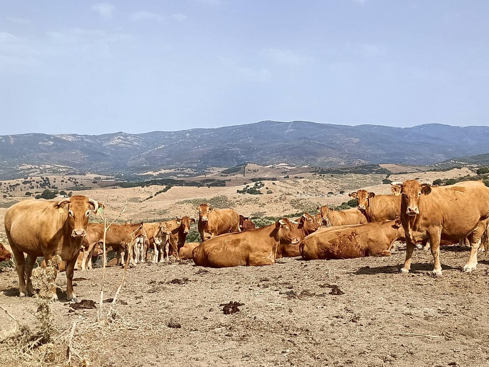 Finca/Landehus til salg i Gaucin - € 3.045.000 (Ref: 9177595)