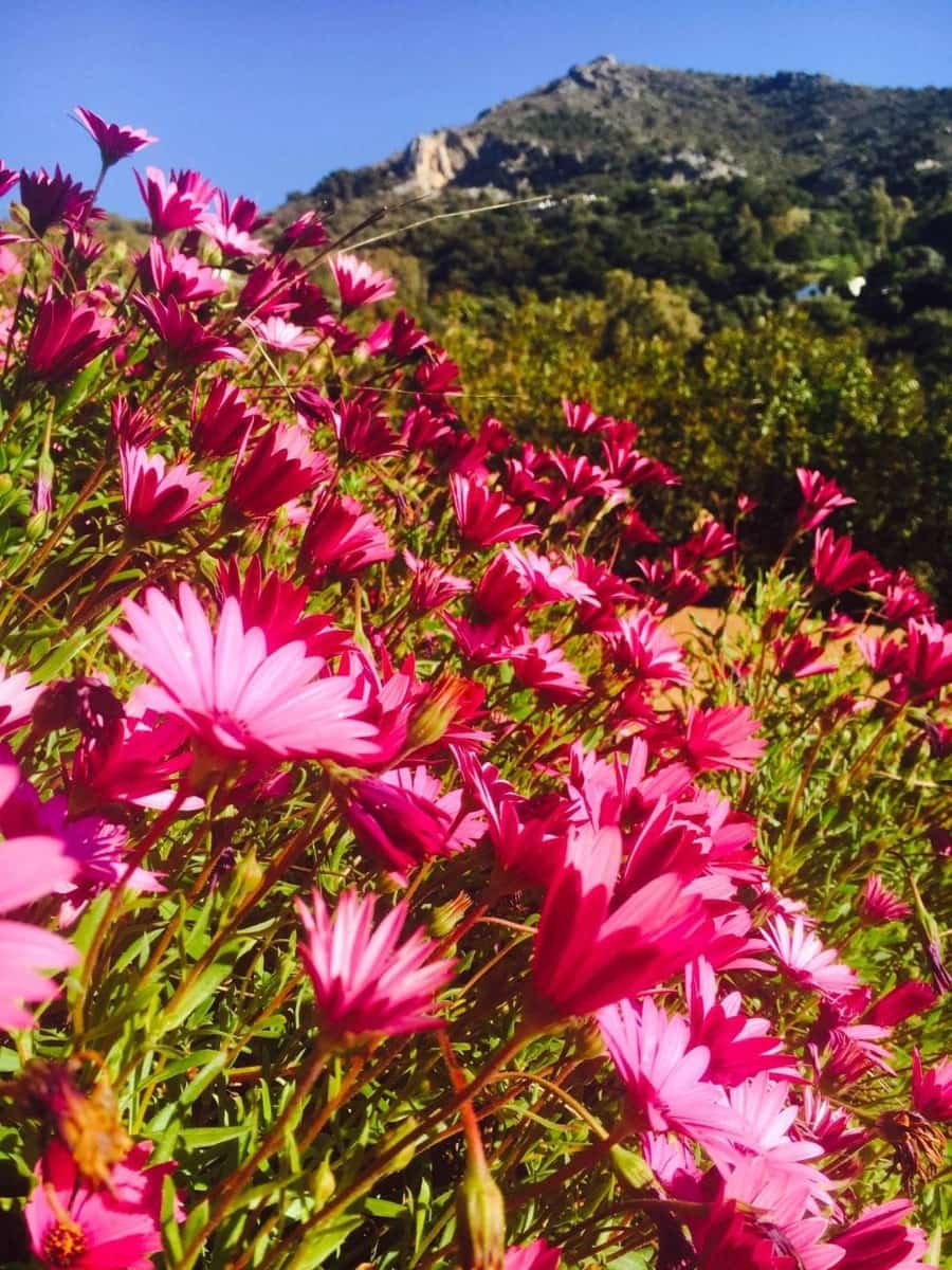 5 soveværelse Finca/Landehus til salg i Gaucin med swimmingpool - € 890.000 (Ref: 9198649)