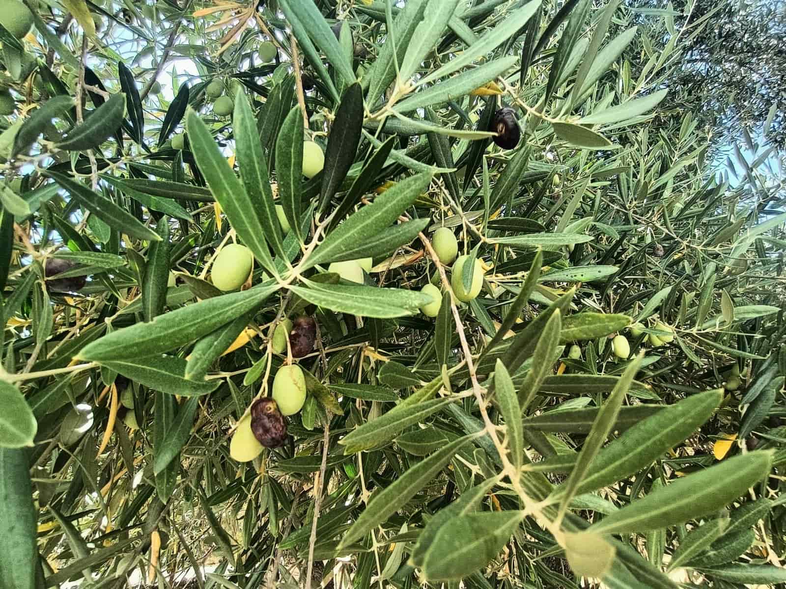 2 quarto Quinta/Casa Rural para venda em Benalauria - 170 000 € (Ref: 9287363)