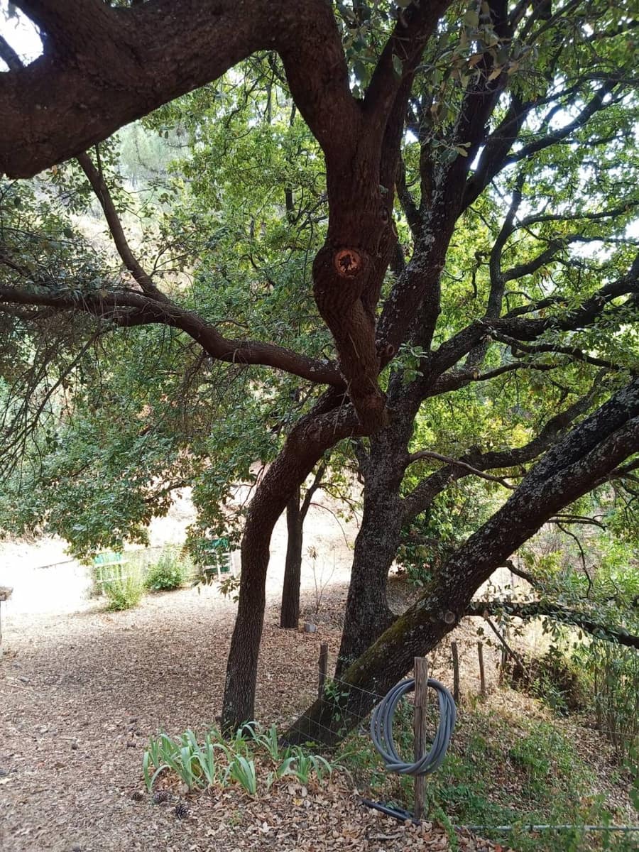 2 bedroom Finca/Country House for sale in Jubrique - € 447,000 (Ref: 9326763)