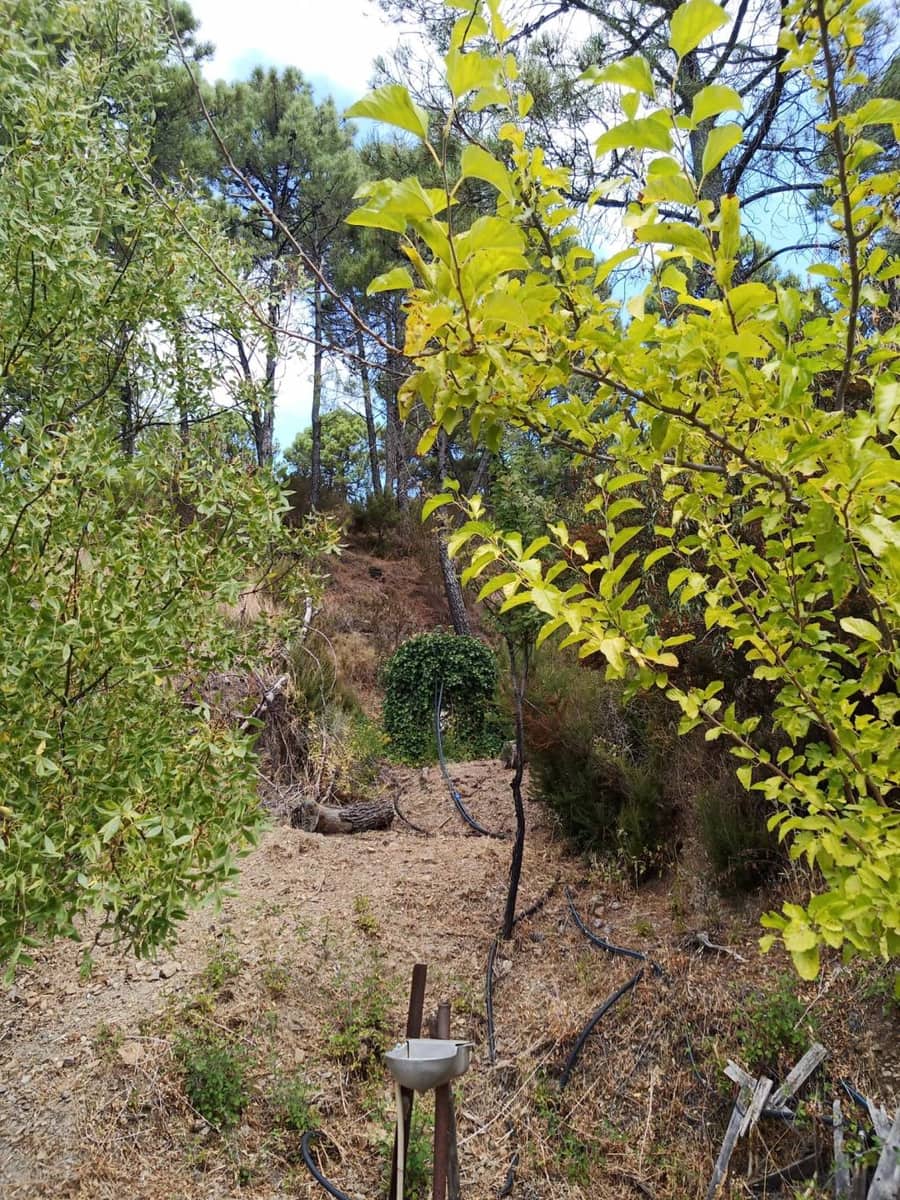 2 bedroom Finca/Country House for sale in Jubrique - € 447,000 (Ref: 9326763)