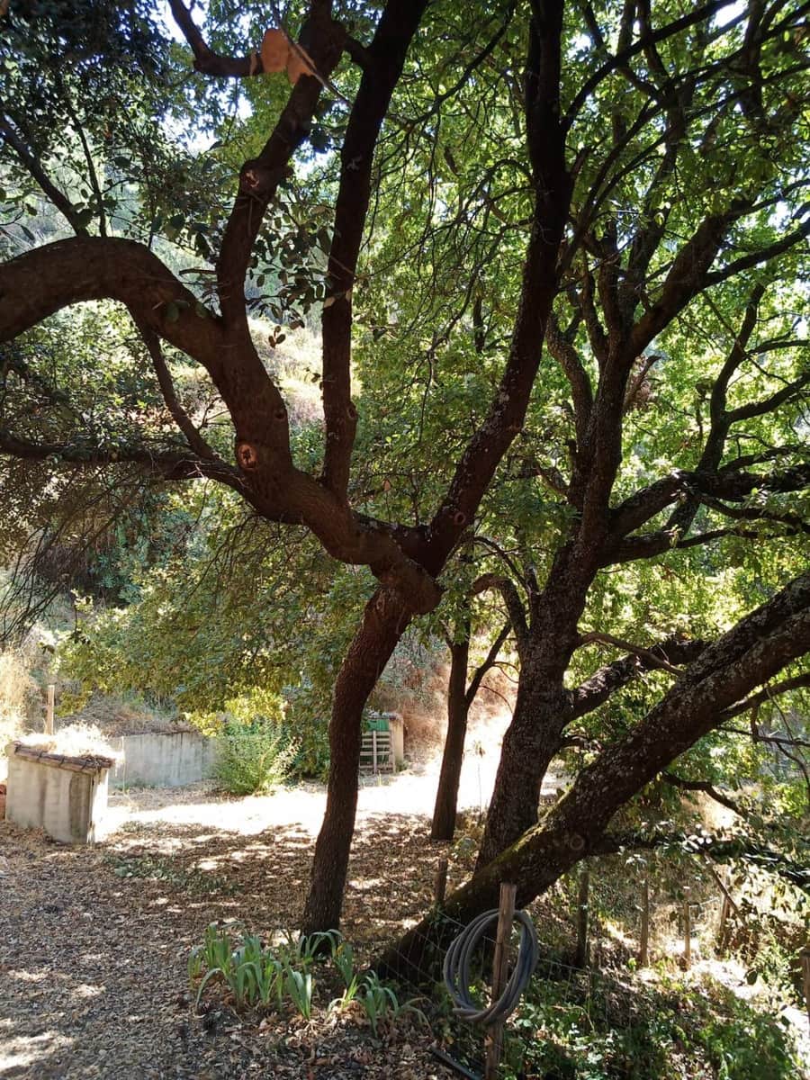 2 bedroom Finca/Country House for sale in Jubrique - € 447,000 (Ref: 9326763)