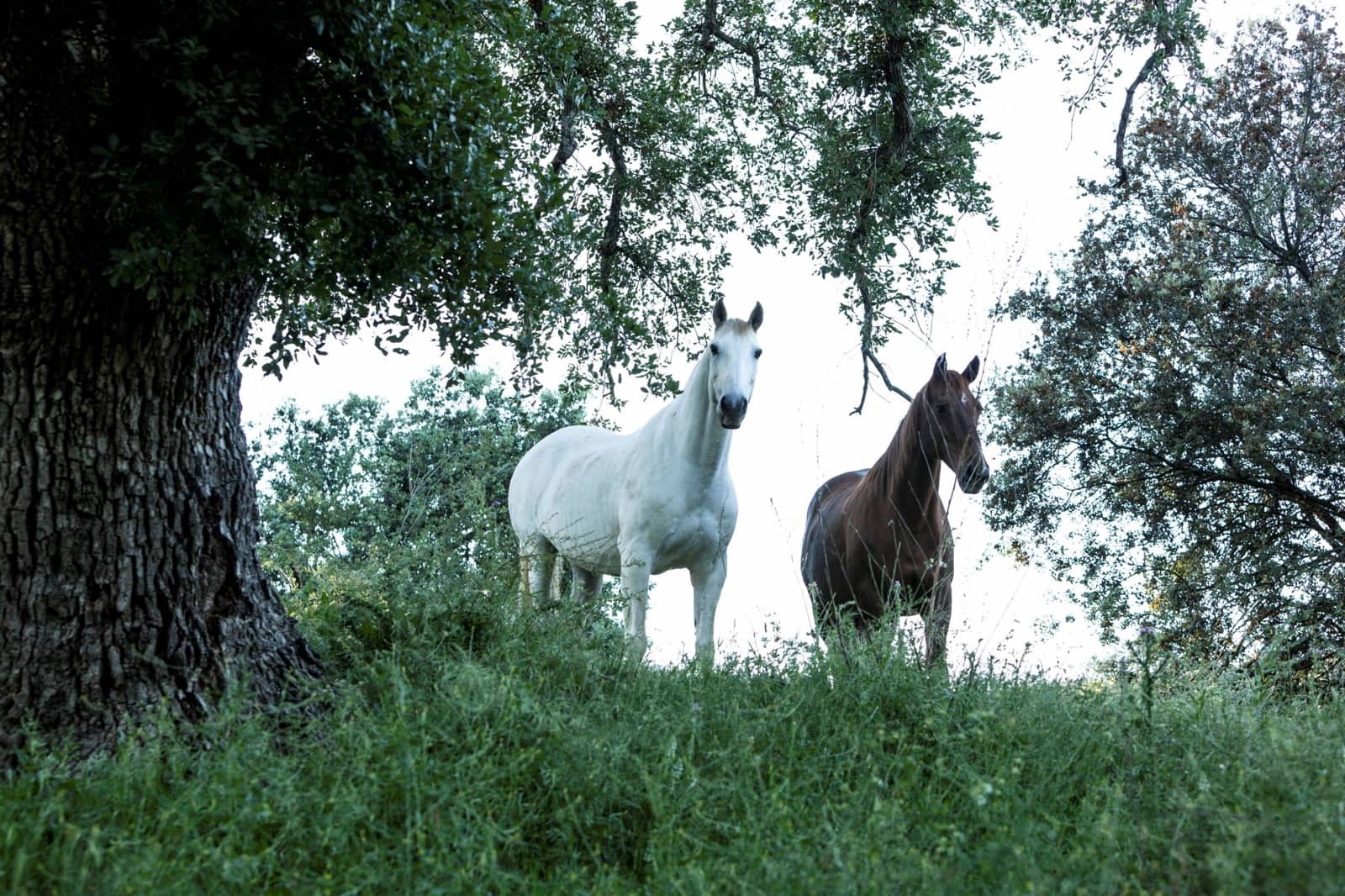 4 camera da letto Finca/Casa di Campagna in vendita in Gaucin con piscina - 3.950.000 € (Rif: 9392067)