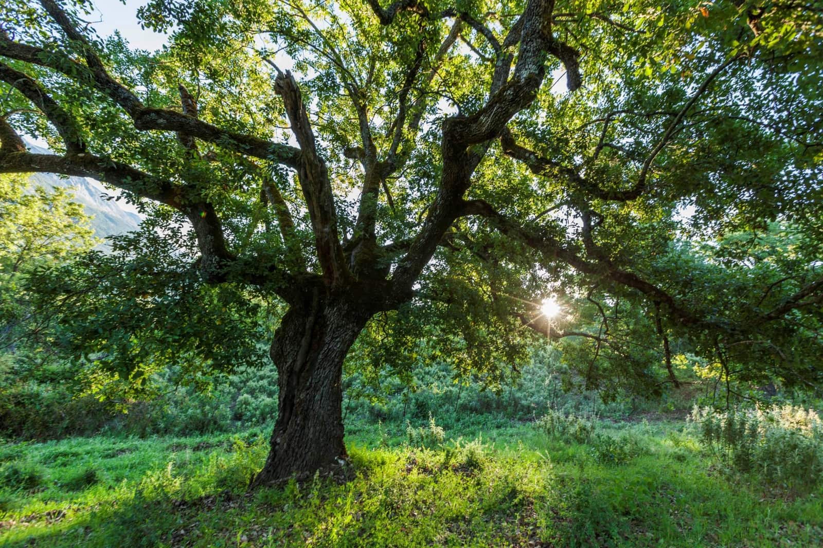 4 camera da letto Finca/Casa di Campagna in vendita in Gaucin con piscina - 3.950.000 € (Rif: 9392067)