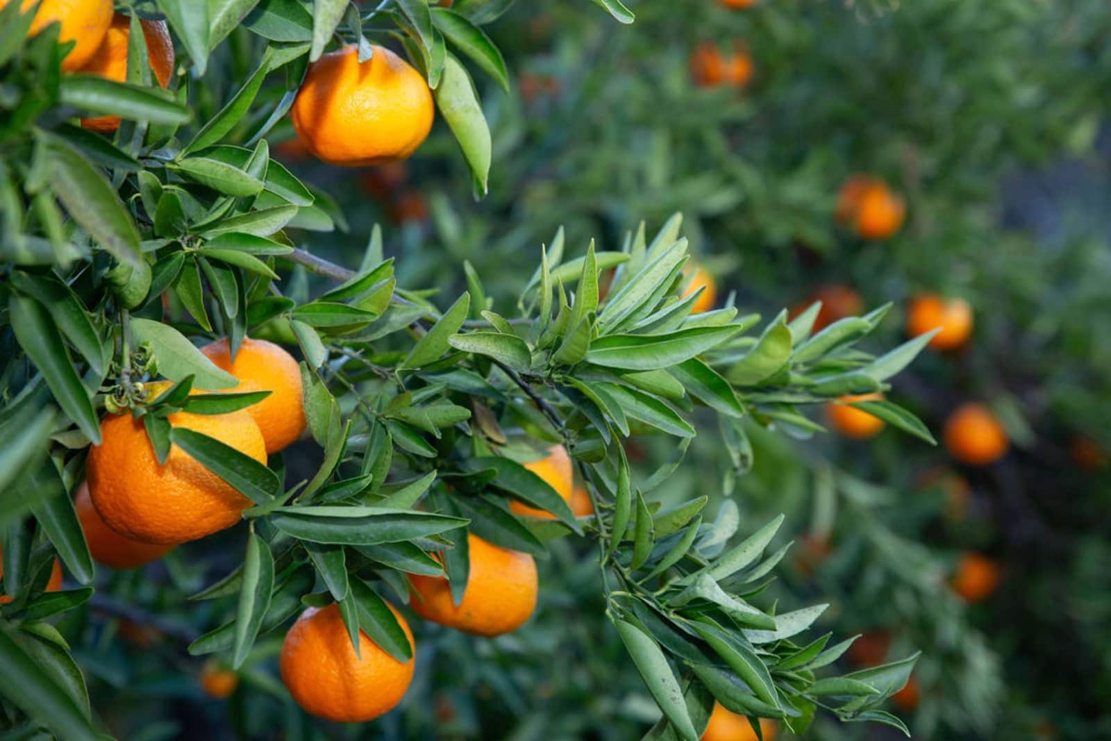 4 bedroom Finca/Country House for sale in San Pablo de Buceite - € 430,000 (Ref: 9425284)