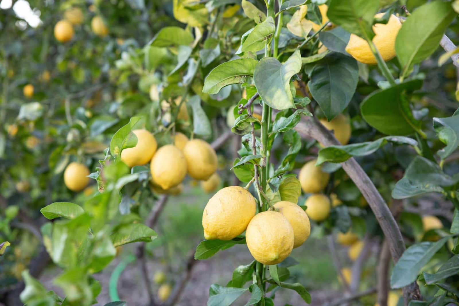 4 bedroom Finca/Country House for sale in San Pablo de Buceite - € 430,000 (Ref: 9425284)