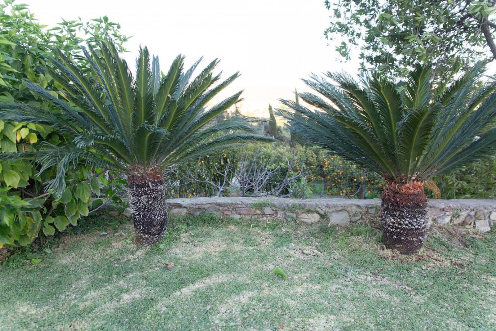 4 bedroom Finca/Country House for sale in San Pablo de Buceite - € 430,000 (Ref: 9425284)
