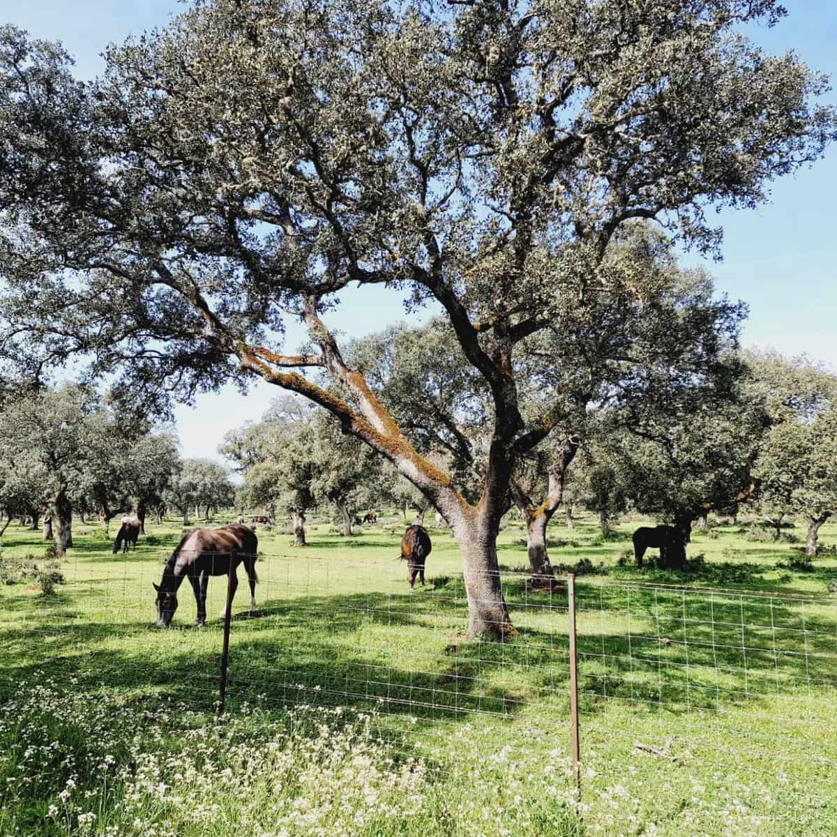 10 bedroom Finca/Country House for sale in Ronda with pool - € 2,200,000 (Ref: 9451502)