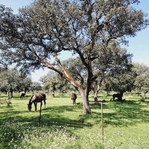 10 bedroom Finca/Country House for sale in Ronda with pool - € 2,200,000 (Ref: 9451502)