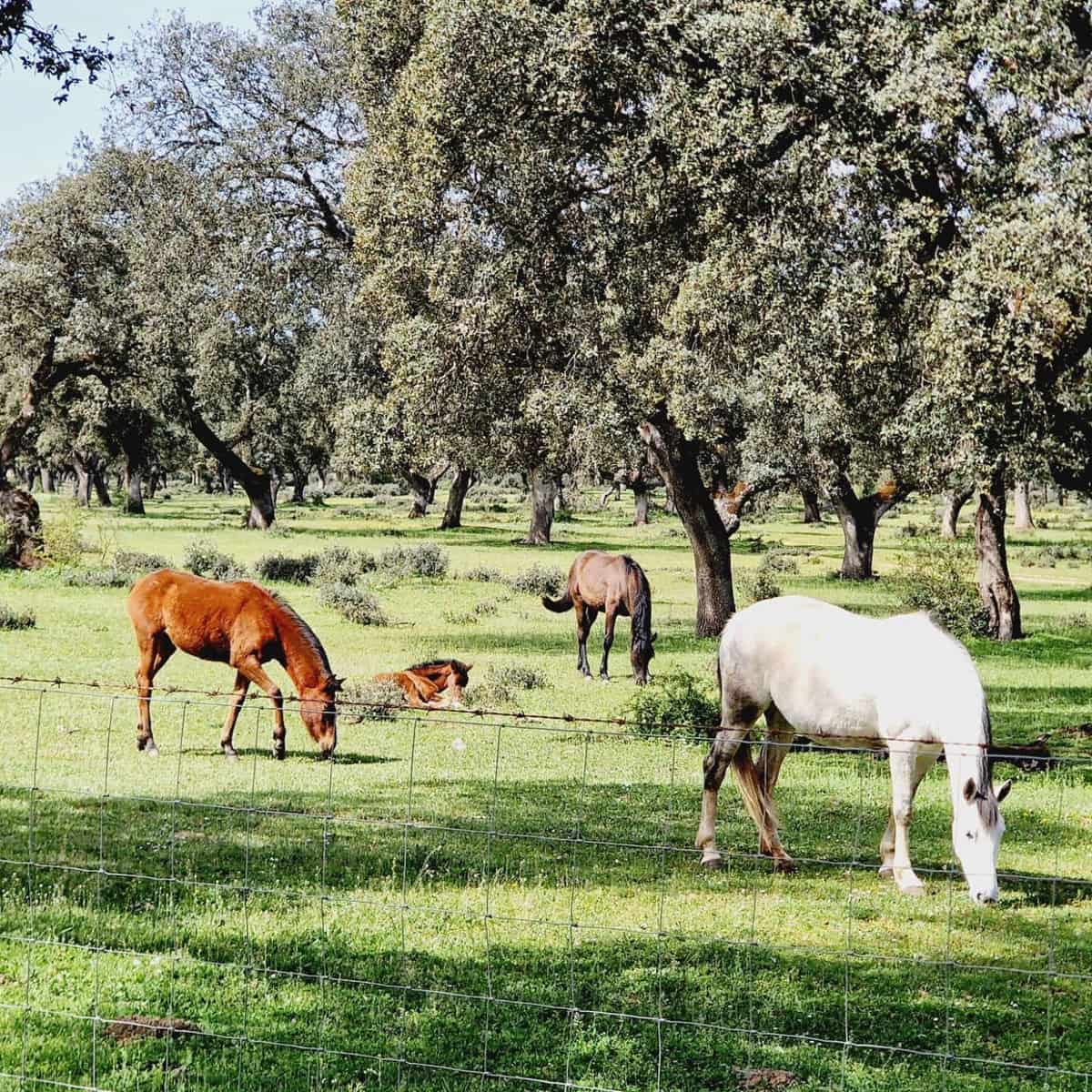 10 bedroom Finca/Country House for sale in Ronda with pool - € 2,200,000 (Ref: 9451502)