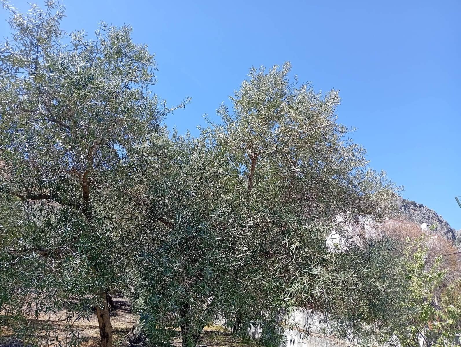 6 bedroom Villa for sale in Montejaque - € 185,000 (Ref: 9733376)