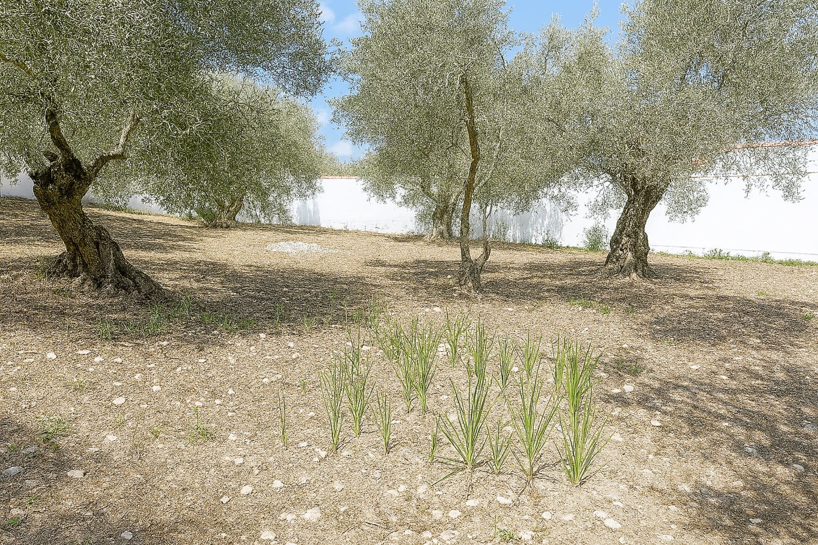 6 bedroom Villa for sale in Montejaque - € 185,000 (Ref: 9733376)