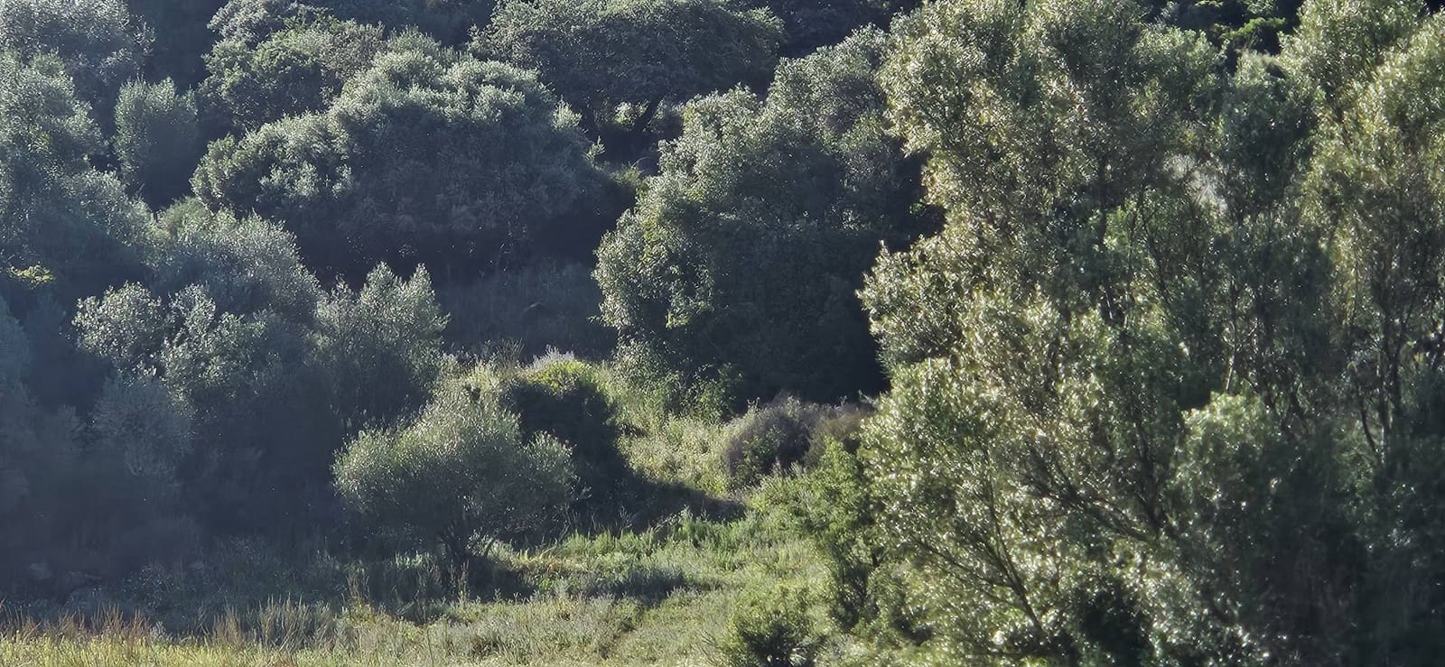 Terreno Não Urbanizado para venda em Cortes de la Frontera - 190 000 € (Ref: 9857781)